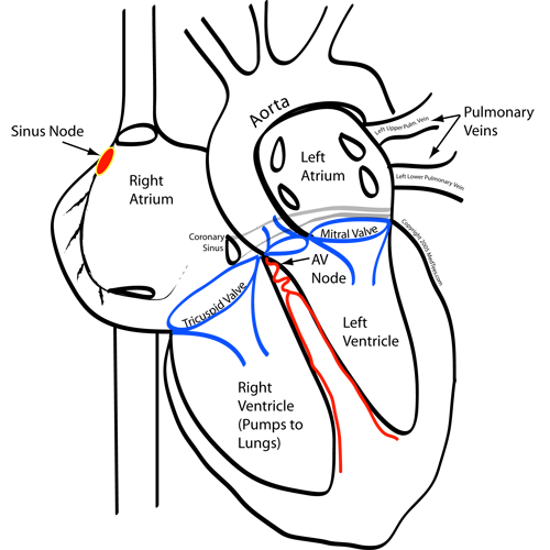 The heart and its conduction system